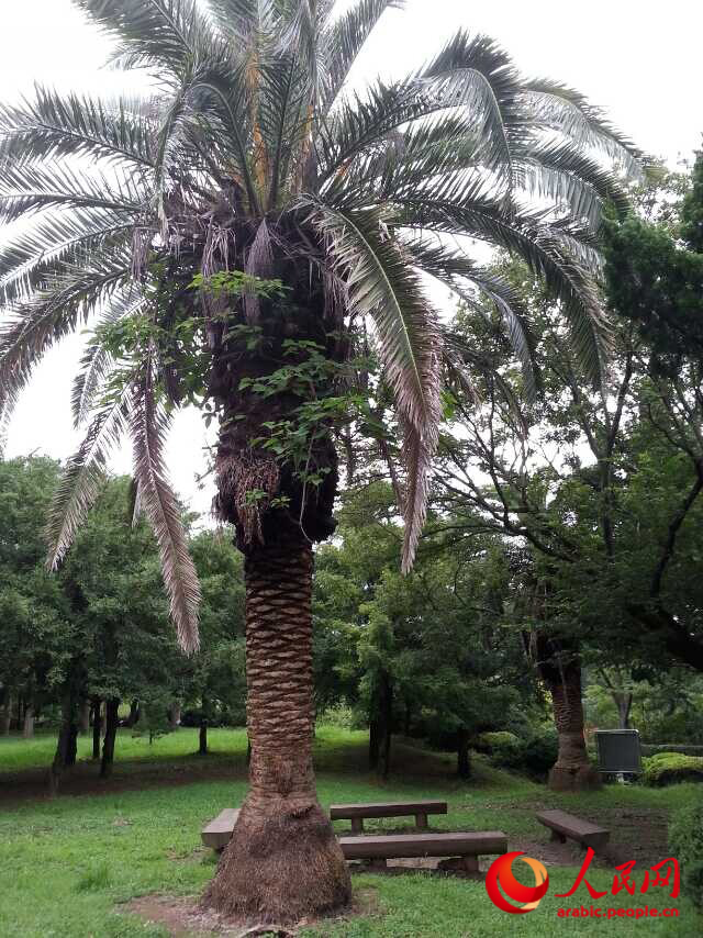 جزيرة جيجو الساحرية فى كوريا الجنوبية