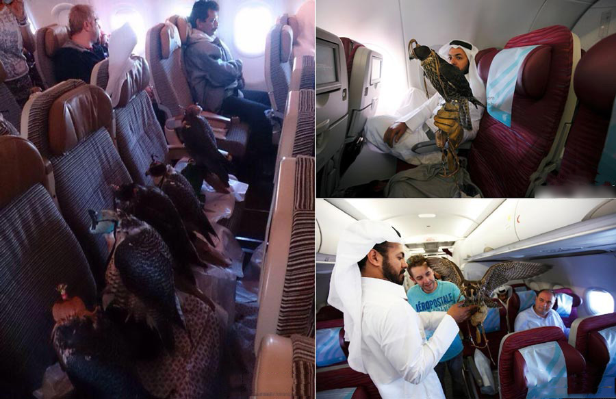 اشترى غني عربي تذاكر الطائرة لـ 12 نسرا له.