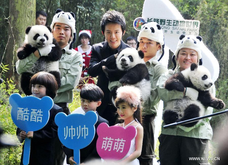 الصين تسمي ثلاثة توائم من صغار الباندا النادرة