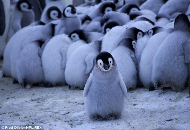مشهد حقيقي لفيلم "مسيرة البطاريق" يظهر في القطب الجنوبي