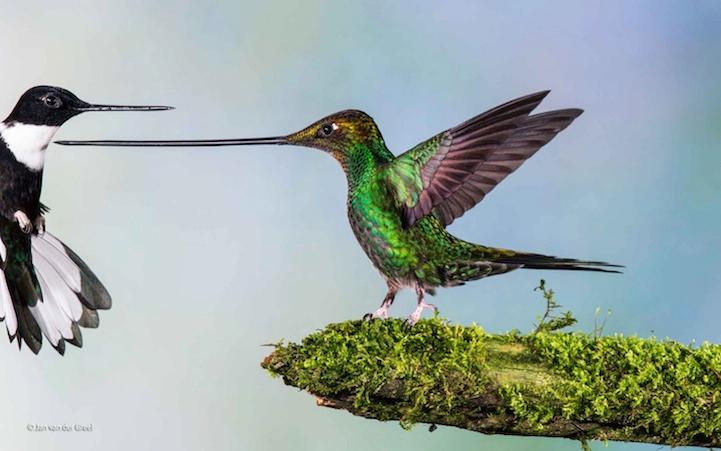 أروع 37 صورة في العالم خلال عام 2014