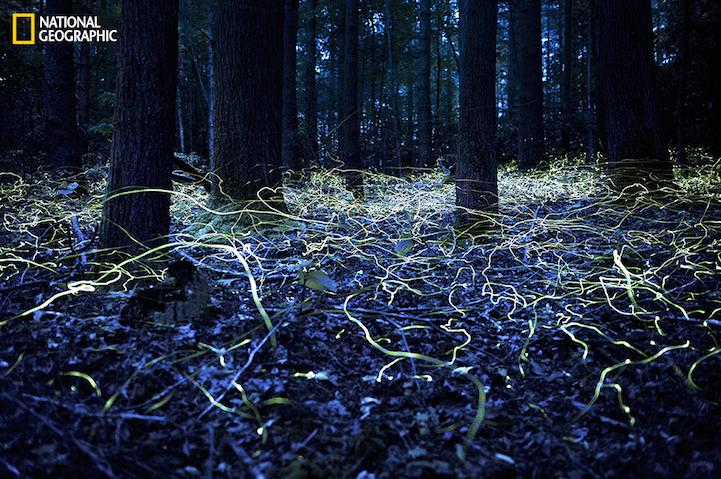 أروع 37 صورة في العالم خلال عام 2014