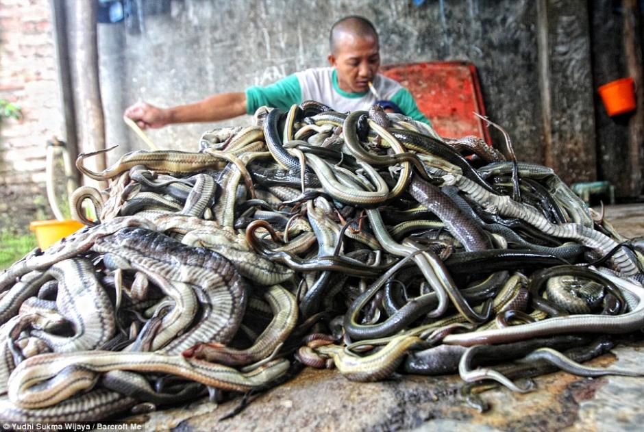 سبر أغوار مصدر جلود الحقائب الفاخرة في مسلخ الثعابين باندونيسيا