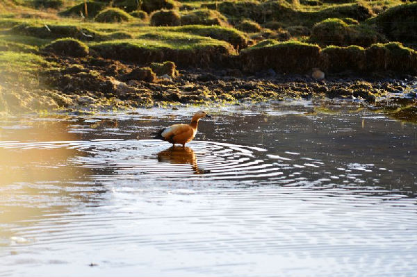 بانما.. أجمل مناطق تجمعات أبناء قومية التبت