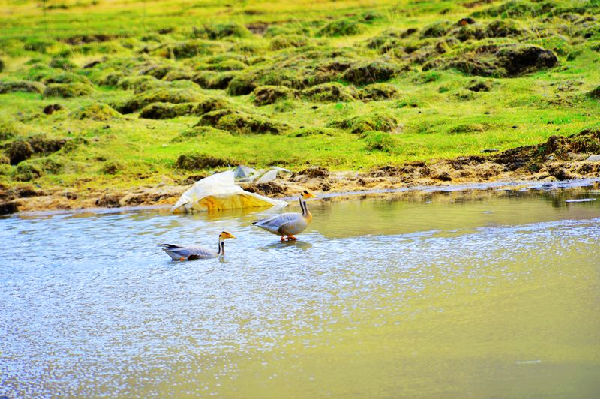 بانما.. أجمل مناطق تجمعات أبناء قومية التبت