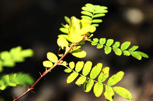 بانما.. أجمل مناطق تجمعات أبناء قومية التبت