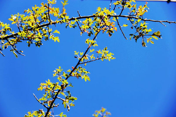 بانما.. أجمل مناطق تجمعات أبناء قومية التبت