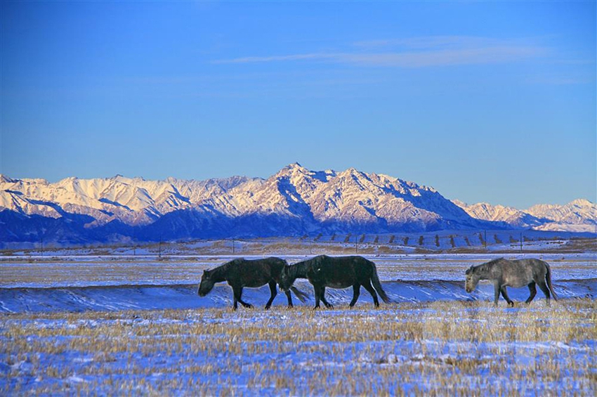 مراعي شاندان تكتسي بالأبيض