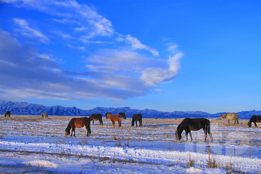 مراعي شاندان تكتسي بالأبيض