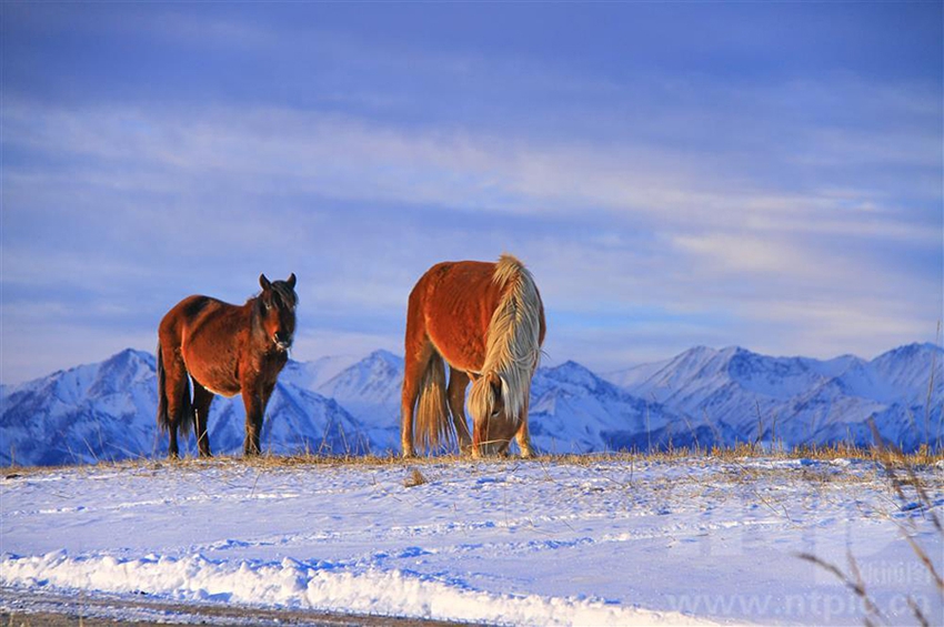 مراعي شاندان تكتسي بالأبيض