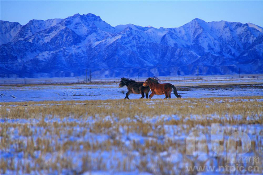 مراعي شاندان تكتسي بالأبيض