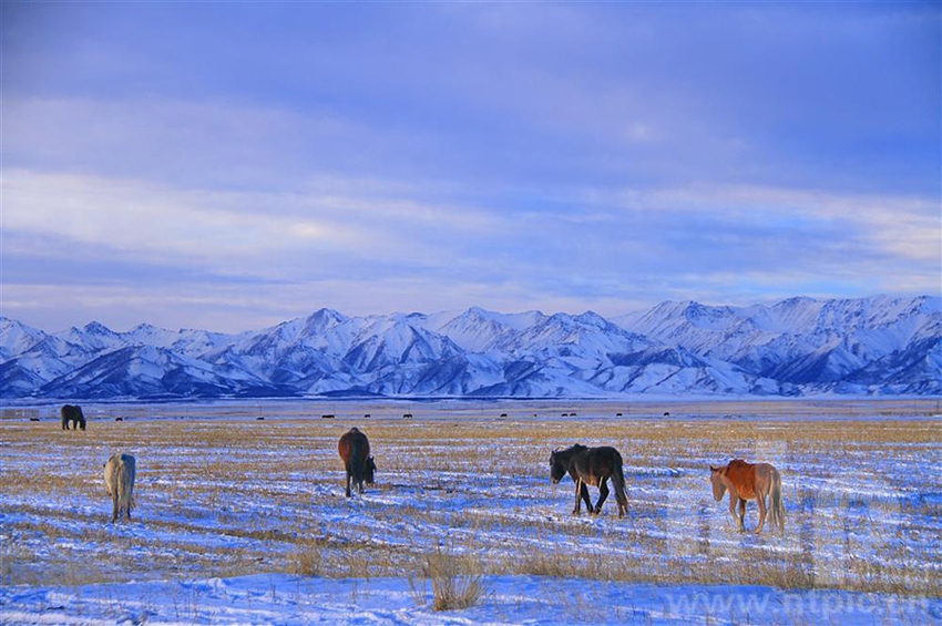 مراعي شاندان تكتسي بالأبيض