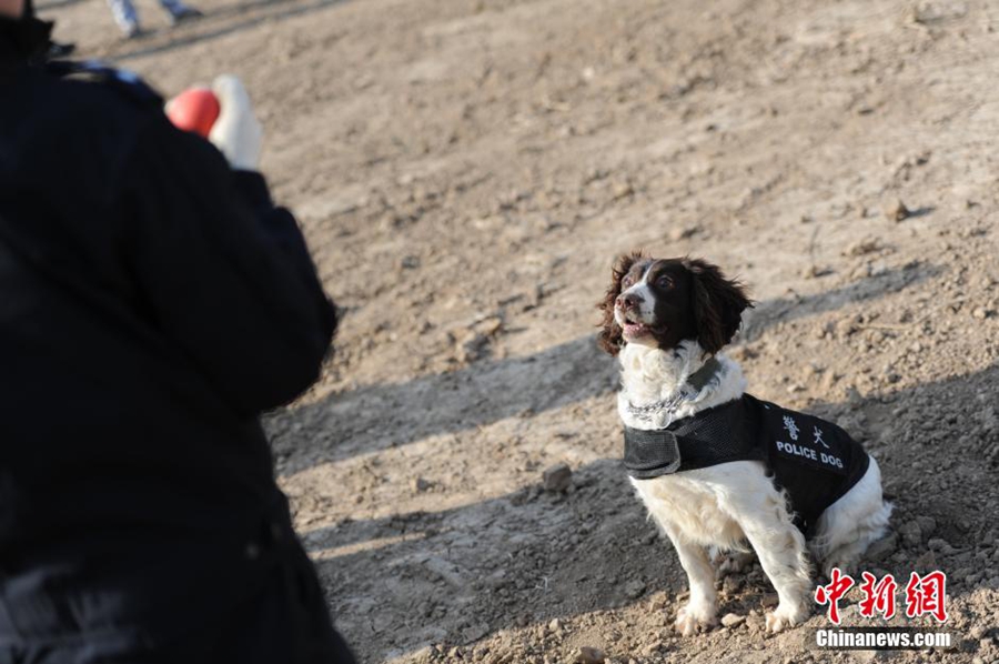 شرطة سكك حديدية تدرّب كلابها استعداداً لذروة السفر خلال عيد الربيع