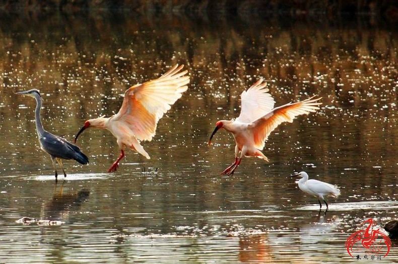 حديقة طيور أبو منجل والكمثري فى محافظة يانغ شيان موقع سياحي على المستوى الوطني4A