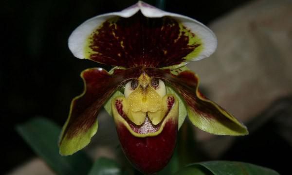 أكثر زهور غرابة على وجه الأرض