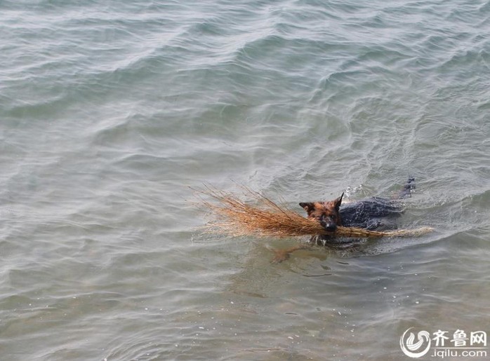 كلب عجيب يقفز فى البحر ليكسح القمام