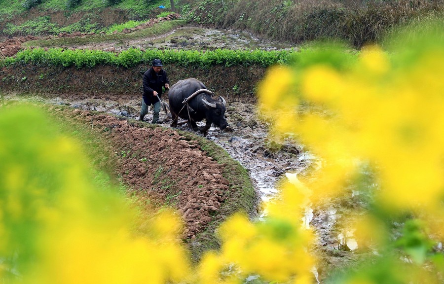 رائحة زهور ترافق الحراثة في الربيع