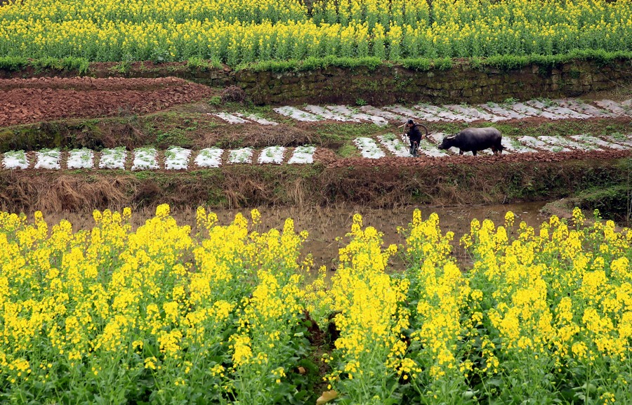 رائحة زهور ترافق الحراثة في الربيع