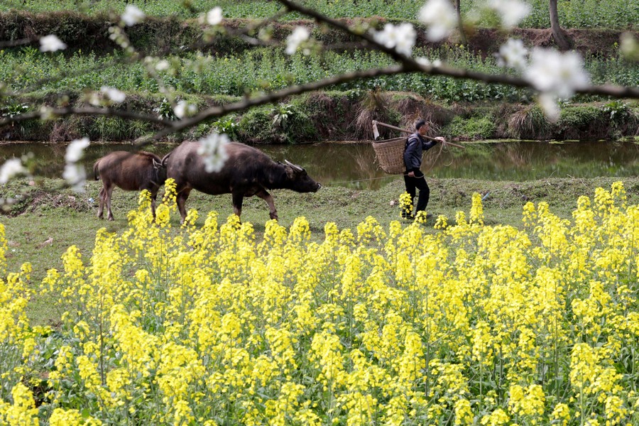 رائحة زهور ترافق الحراثة في الربيع