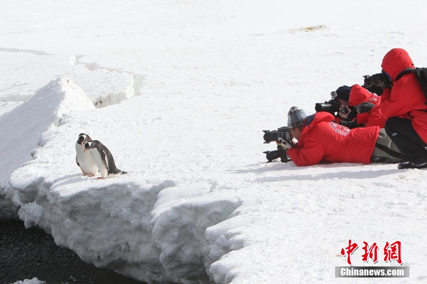 يقوم السياح الصينيون بتصوير البطاريق  في القطب الجنوبي في 11 نوفمبر عام 2014.