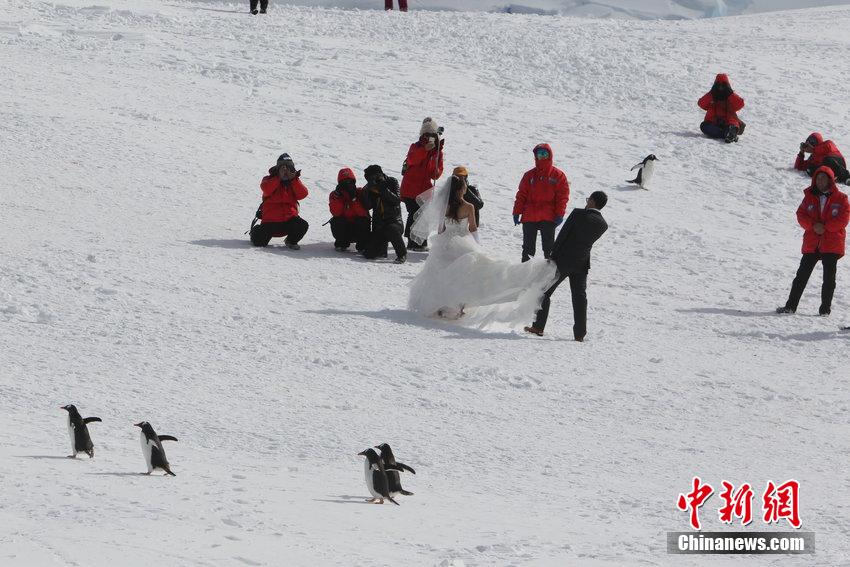 يهبط السياح الصينيون في ميناء ميكسون بالقطب الجنوبي بقيادة وكالة سفر صينية في 11 نوفمبر عام 2014،  حيث يقومون بالمغامرة والتقاط صور الزفاف.