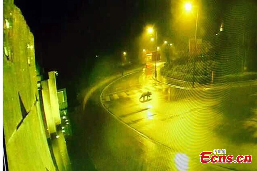 باندا عملاق بري يتجول في شوارع يينغشيو