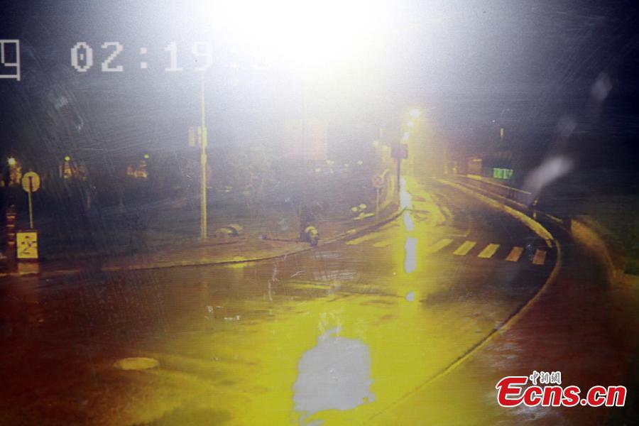 باندا عملاق بري يتجول في شوارع يينغشيو