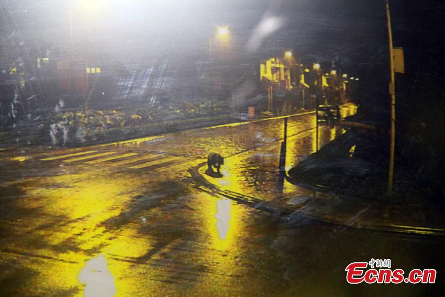 باندا عملاق بري يتجول في شوارع يينغشيو