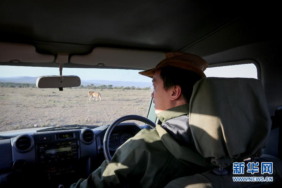 يمر أسد بالسيارة الدورية لسمبا في محمية أوكنيا بكينيا في 10 مارس الجاري.  