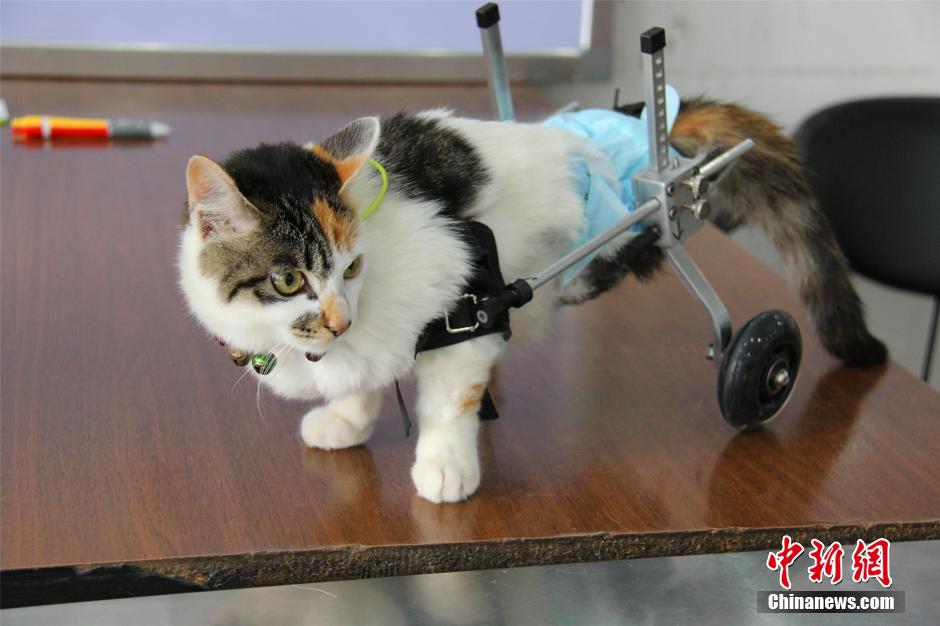 قط معاق يتدرب على السير برجلين اصطناعيين