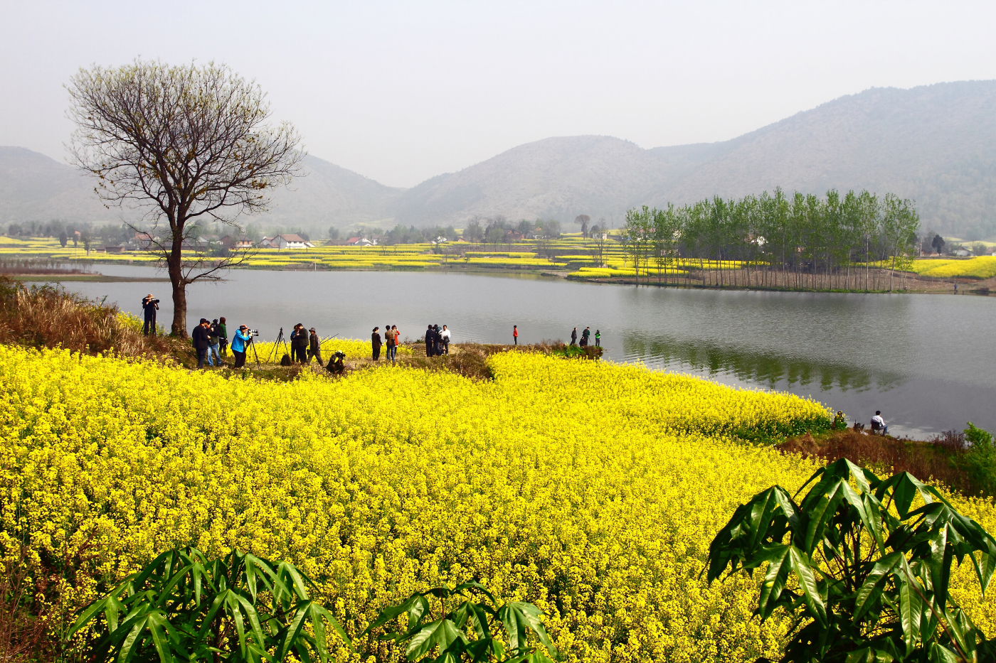 زيارة هانتشونغ للتمتع بأجمل بحر من زهور الكانولا في الصين