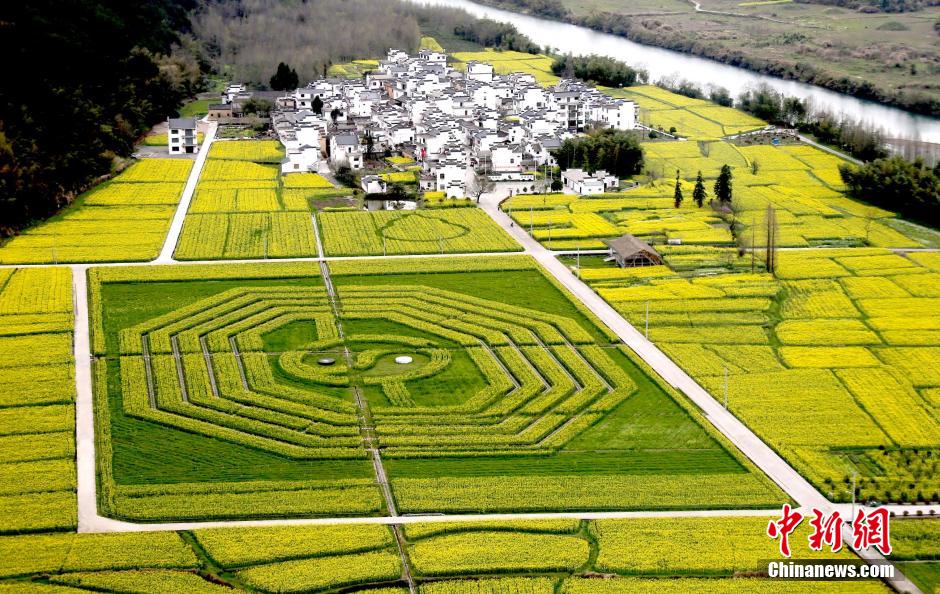 صورة "تاي تشي باغوا" الضخمة في حقول الكانولا تجذب الزوار