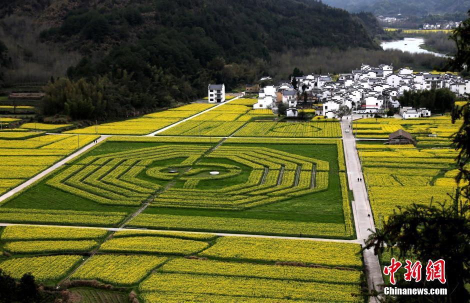 صورة "تاي تشي باغوا" الضخمة في حقول الكانولا تجذب الزوار
