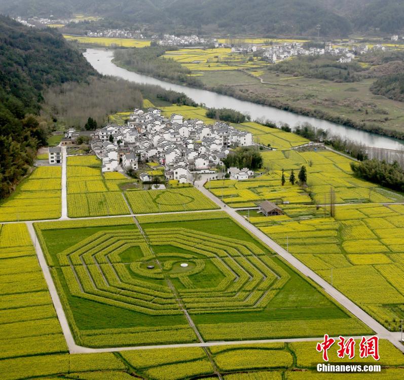 صورة "تاي تشي باغوا" الضخمة في حقول الكانولا تجذب الزوار