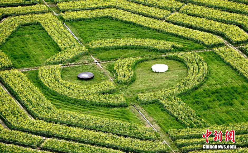 صورة "تاي تشي باغوا" الضخمة في حقول الكانولا تجذب الزوار