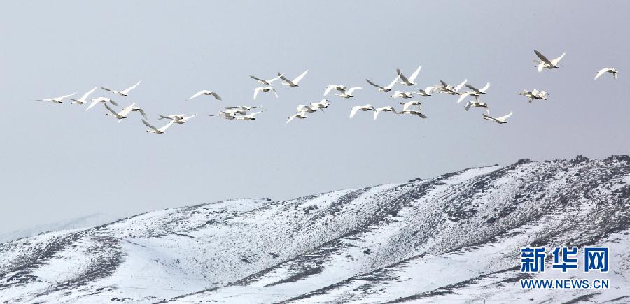 إوز عراقي على نهر إرتيش بمحافظة فويون بمنطقة ألتاي في شينجيانغ الذاتية الحكم بشمال غرب الصين في يوم 1 ابريل 2015.