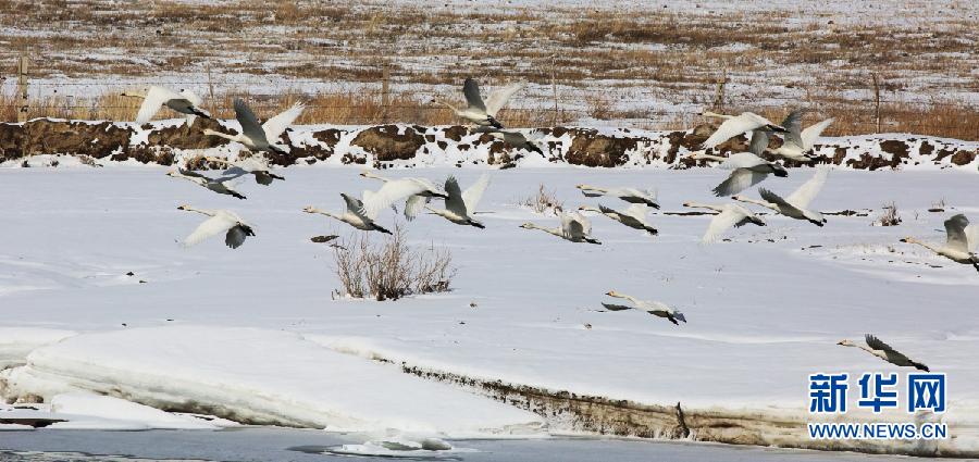نهر إرتيش يستقبل أكثر من مائة إوَزَّة عراقية في شينجيانغ