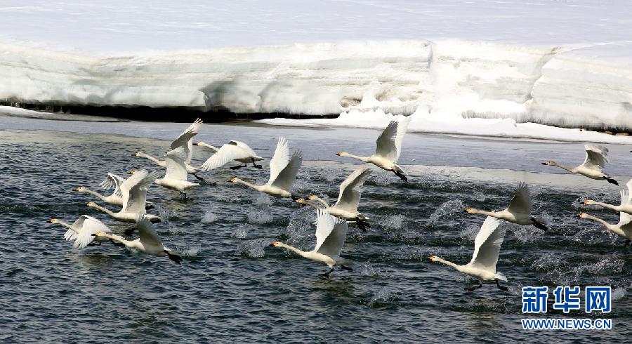 نهر إرتيش يستقبل أكثر من مائة إوَزَّة عراقية في شينجيانغ