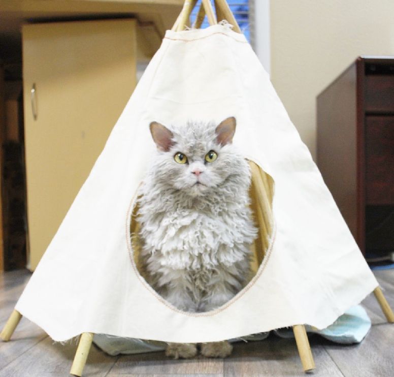 القط ذو الوجه الغاضب يلقى إقبالا واسعا على الانترنت