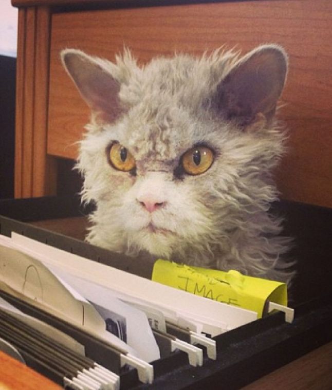 القط ذو الوجه الغاضب يلقى إقبالا واسعا على الانترنت