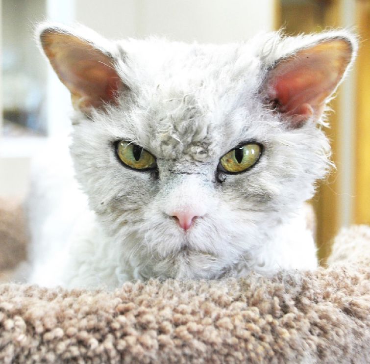 القط ذو الوجه الغاضب يلقى إقبالا واسعا على الانترنت