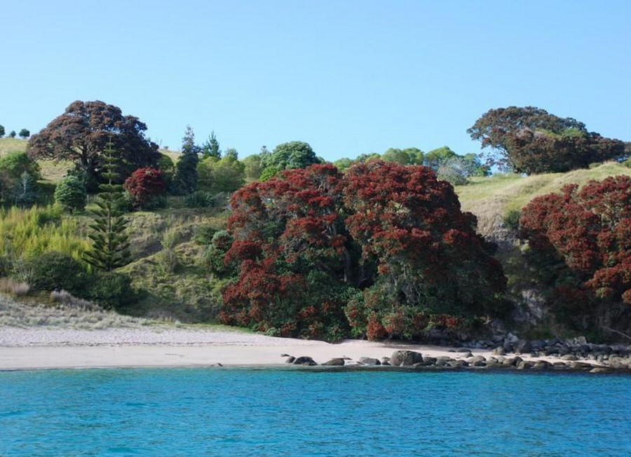 إمرأة صينية ثرية تشترى جزيرة فى نيوزيلندا وتقدمها "هدية" لابنتها