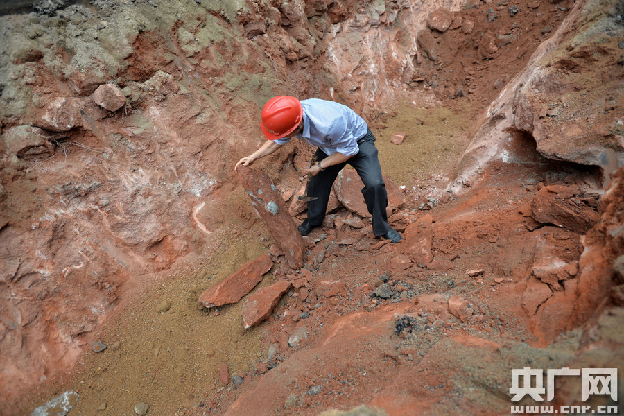 اكتشاف نادر ل 43 بيضة ديناصور متحجرة وسط مدينة صينية
