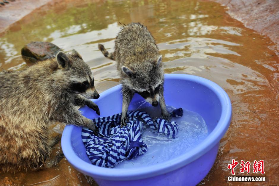 بمناسبة يوم العمال العالمي، حديقة حيوانات صينية تختار الراكون "عاملا نموذجيا"