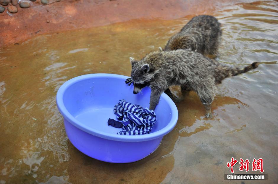 بمناسبة يوم العمال العالمي، حديقة حيوانات صينية تختار الراكون "عاملا نموذجيا"
