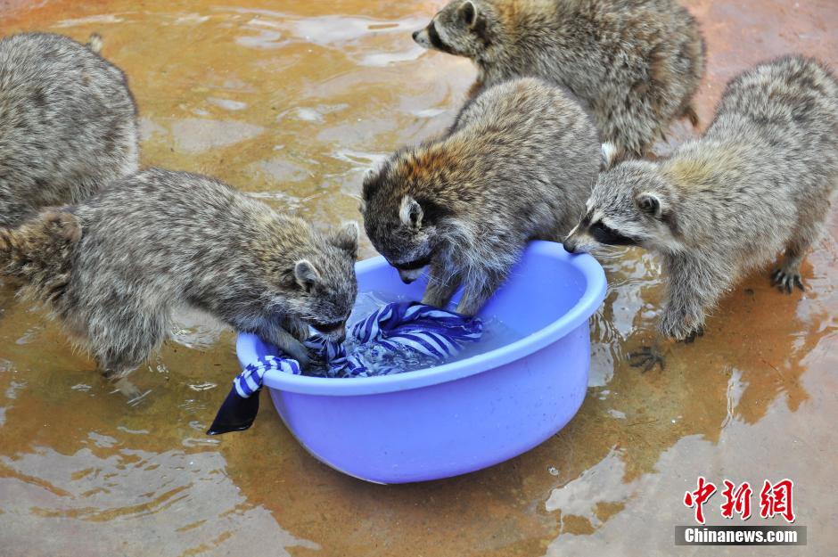 بمناسبة يوم العمال العالمي، حديقة حيوانات صينية تختار الراكون "عاملا نموذجيا"