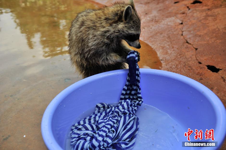 بمناسبة يوم العمال العالمي، حديقة حيوانات صينية تختار الراكون "عاملا نموذجيا"