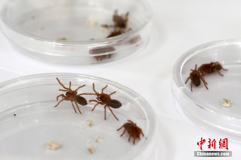 جمارك الصين تضبط المئات من العناكب السامة الحية