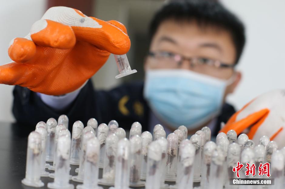 جمارك الصين تضبط المئات من العناكب السامة الحية