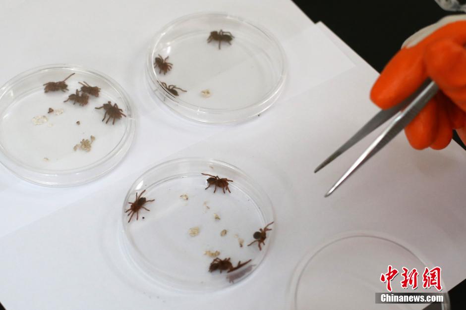 جمارك الصين تضبط المئات من العناكب السامة الحية